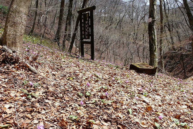 八溝山その２．茗荷川コース（４月１３日）_f0003138_14283068.jpg