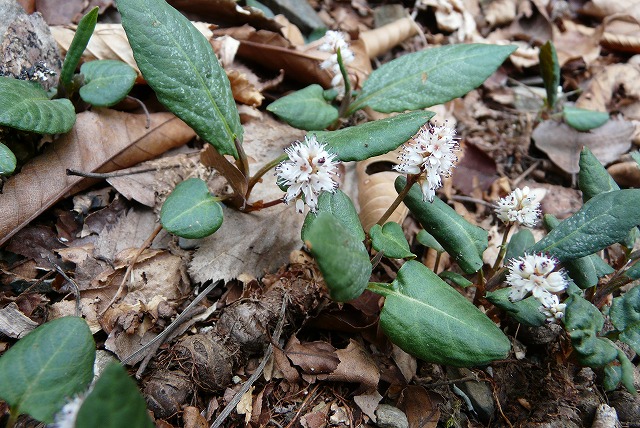 八溝山その２．茗荷川コース（４月１３日）_f0003138_1439813.jpg