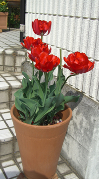 e0110940_1575622.jpg