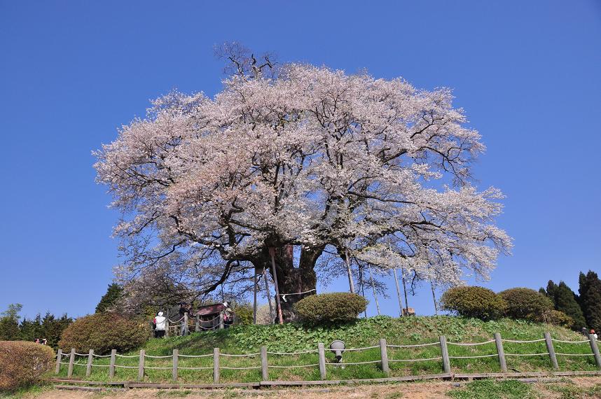 桜写真_f0029842_2346468.jpg