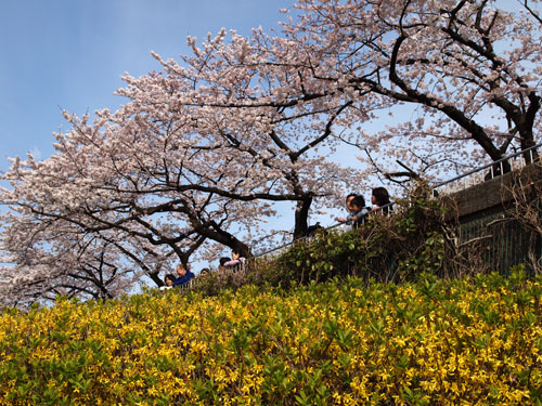 やっと桜_b0048744_0531516.jpg