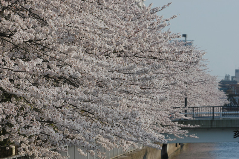 桜～♪～桜～♪～_e0091245_157967.jpg