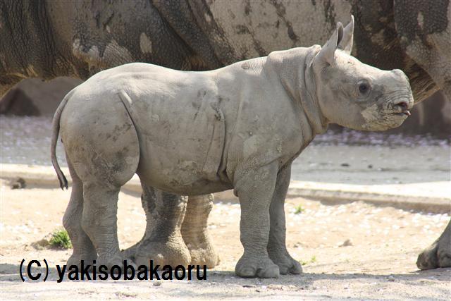 クロサイ（日立市かみね動物園）_f0097047_19114755.jpg