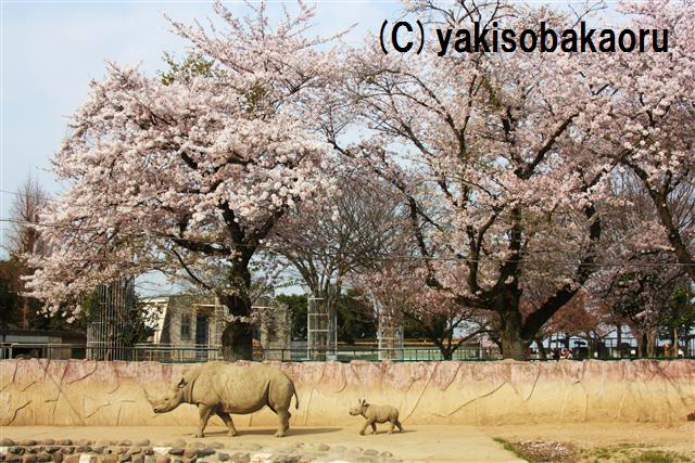 クロサイ（日立市かみね動物園）_f0097047_1913050.jpg