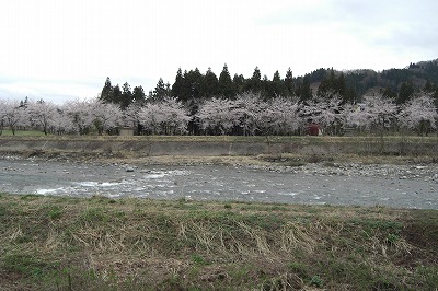 水無川の桜_a0084753_17554489.jpg