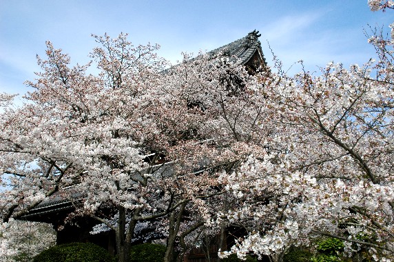 　　根来寺(ねごろじ)　　２０２４-０４-０７　００：００　（１５年前の撮影・記事です）_b0093754_020113.jpg