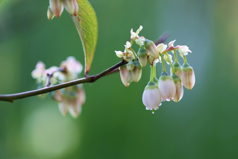 美味しい実の生る花達_f0106759_6381043.jpg