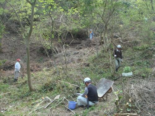 みさき里山クラブ定例活動日…シダ刈り＆植樹_c0108460_2003463.jpg