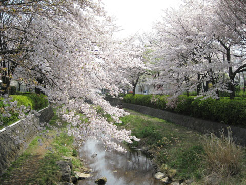 野川のお花見_e0064461_3254938.jpg