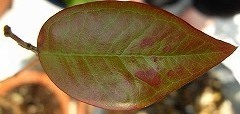 b0169765_12222113.jpg