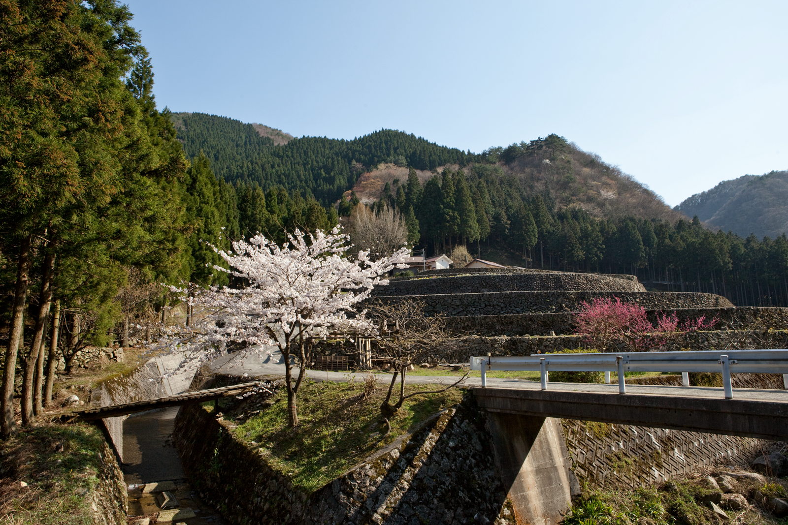 山里の桜_e0015567_2013411.jpg