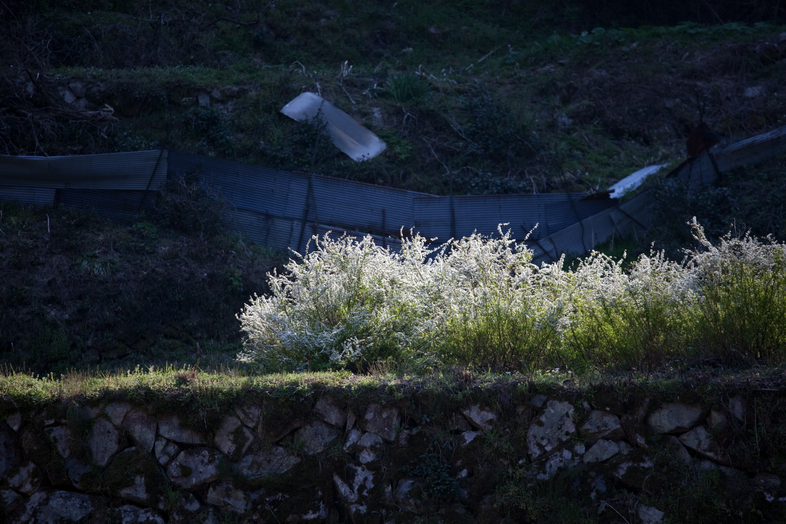 山里の桜_e0015567_20171959.jpg