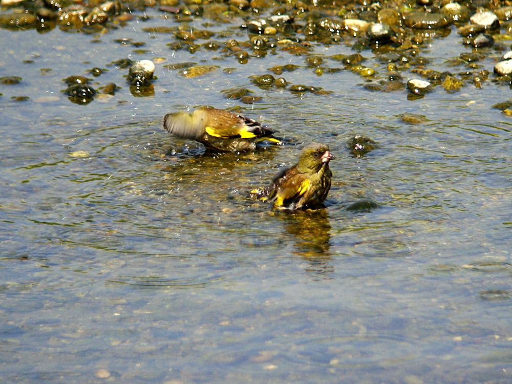 カワラヒワの水浴び_c0198669_23151263.jpg