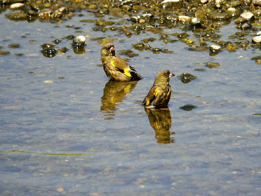 カワラヒワの水浴び_c0198669_2315234.jpg