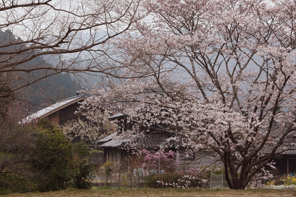 桜ツアー_b0144371_0155557.jpg