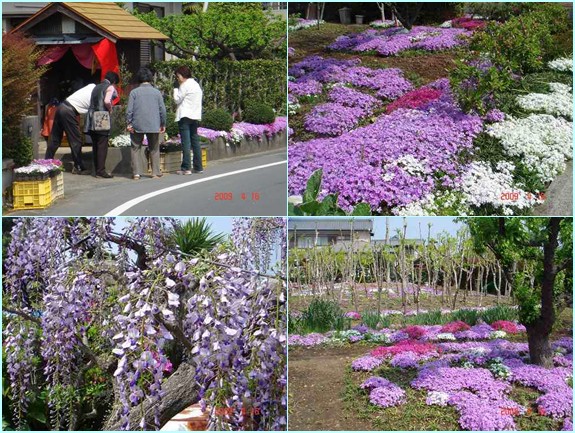 想定外の出会い・・・同級生の野本弘之君の見事な芝桜_d0007071_13101713.jpg