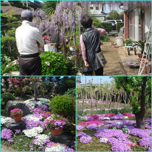 想定外の出会い・・・同級生の野本弘之君の見事な芝桜_d0007071_1391584.jpg