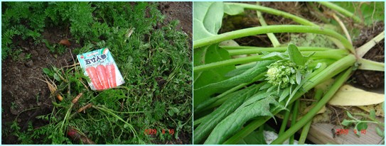 想定外の出会い・・・同級生の野本弘之君の見事な芝桜_d0007071_1749455.jpg