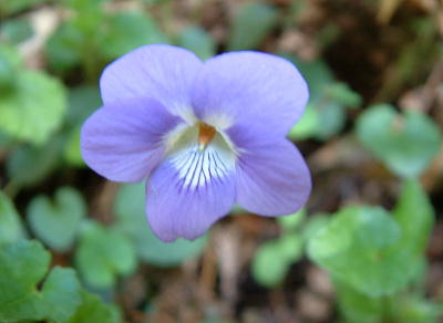 春の野の花_f0123576_213059.jpg