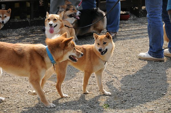 とぶき　200903 51_c0109780_1733373.jpg