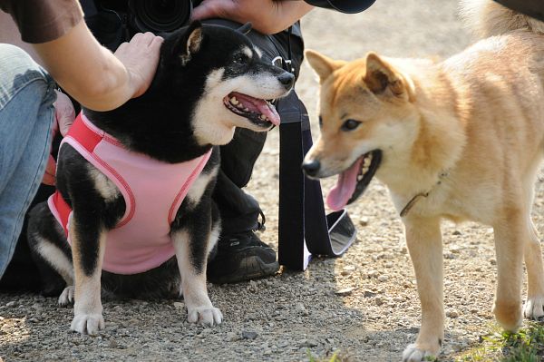 とぶき　200903 51_c0109780_17334460.jpg