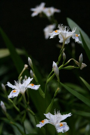 シャガの花_e0176392_1540327.jpg