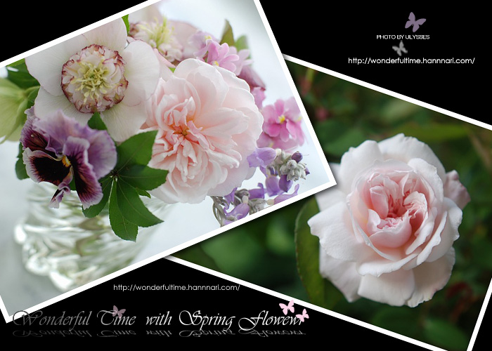 『　♪　Spring　Flower ; Tulip &　My　Rose　♪　』_a0108795_0205374.jpg
