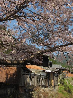 桜を求めて～桜のある風景_c0118495_14134152.jpg