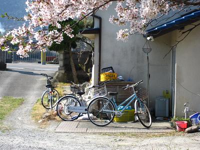 桜を求めて～桜のある風景_c0118495_14181386.jpg