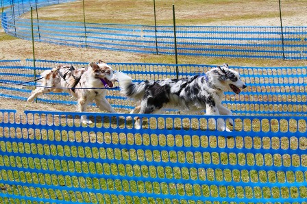 今日のお友達　AND　オーストラリアンシェパードの子犬達！！_f0077697_192812.jpg