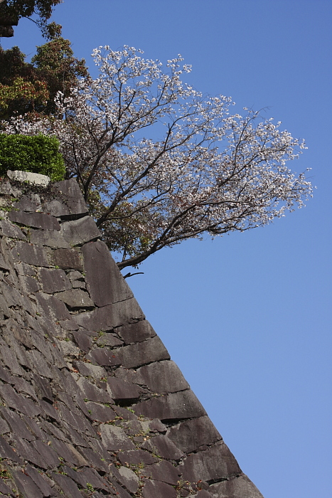 武者返しに咲く桜_e0135098_7101598.jpg