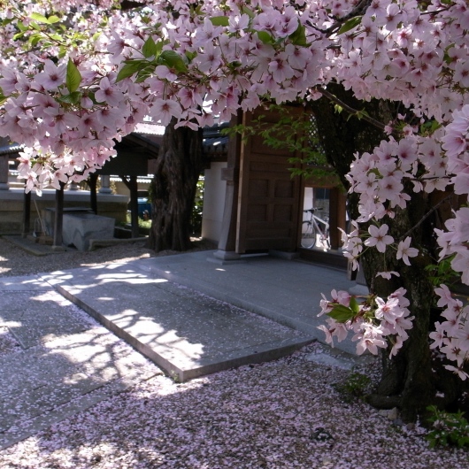 桜_f0073398_7271230.jpg