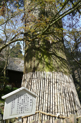 談山神社へ、桜の花見に_c0145299_131628.jpg