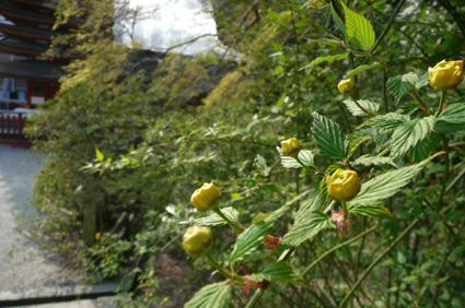 談山神社へ、桜の花見に_c0145299_13667.jpg