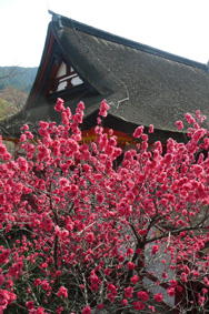 談山神社へ、桜の花見に_c0145299_1431564.jpg