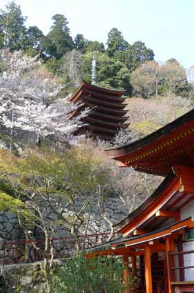 談山神社へ、桜の花見に_c0145299_1483118.jpg