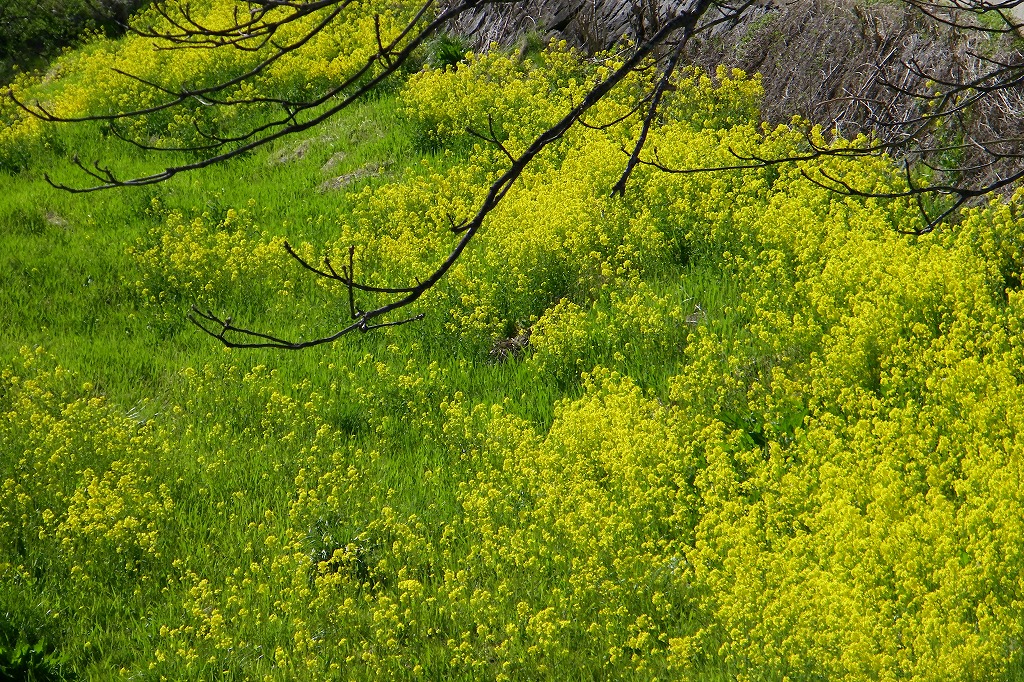 花は桜木_f0138305_9165920.jpg