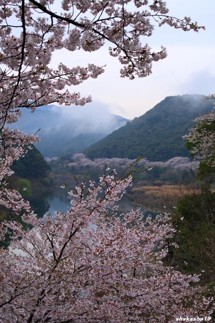 南紀桜めぐり_f0181310_19572646.jpg