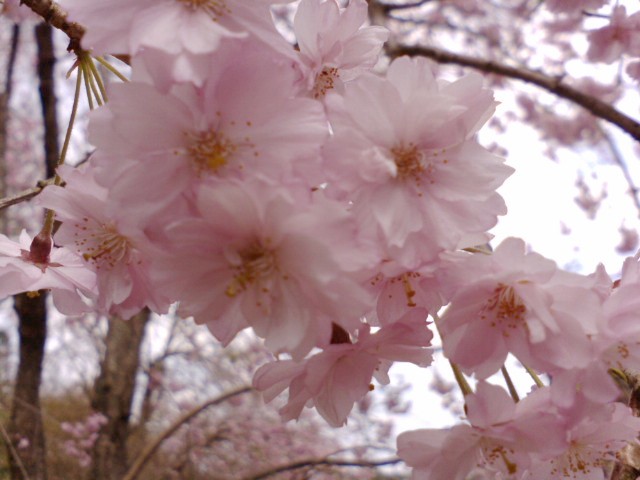 信楽MIHOと畑の桜_e0099212_182698.jpg