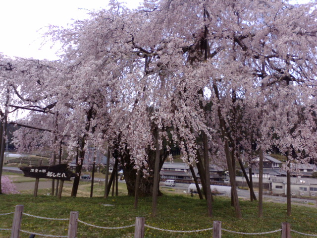 信楽MIHOと畑の桜_e0099212_18314074.jpg