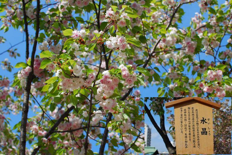 造幣局　桜の通り抜け_f0203612_2354692.jpg