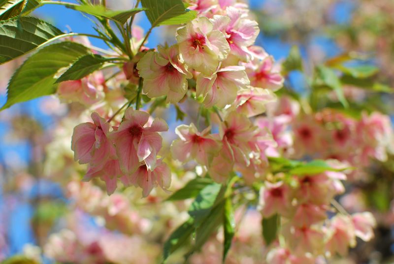 造幣局　桜の通り抜け_f0203612_2355844.jpg