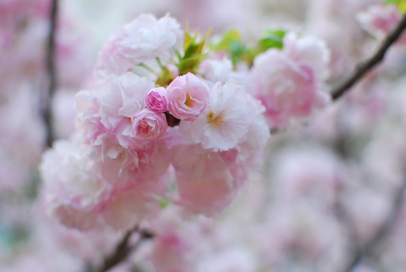 造幣局　桜の通り抜け_f0203612_23593165.jpg