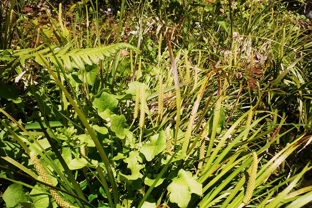 f0182513_1051635.jpg