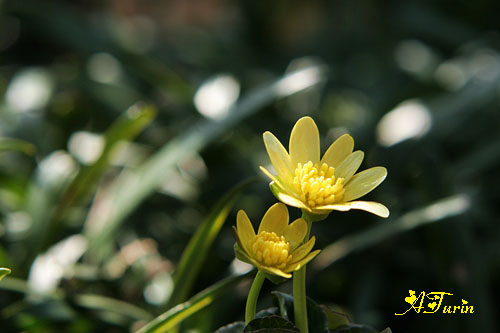 賑わいの花　牡丹　と 姫リュウキンカ_d0025414_23372911.jpg