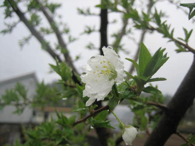 花冷え・・・_f0067514_1951191.jpg
