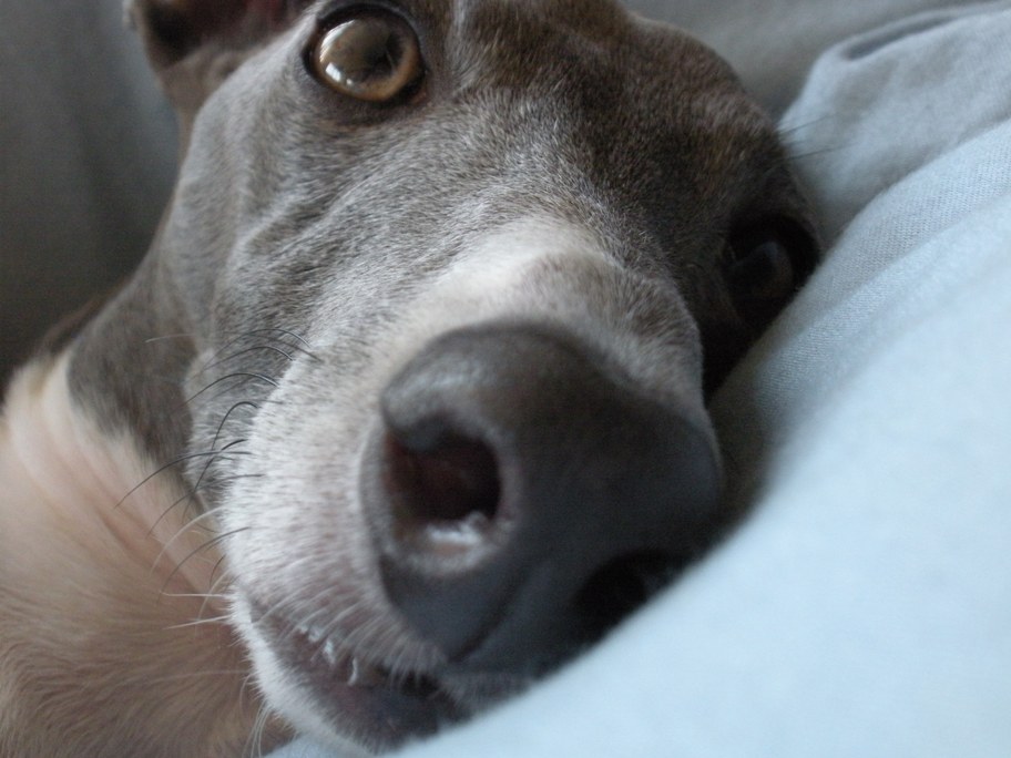 c0003217_8572743.jpg