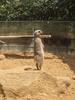 千葉動物公園_d0111129_20353130.jpg