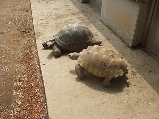 千葉動物公園_d0111129_20393887.jpg