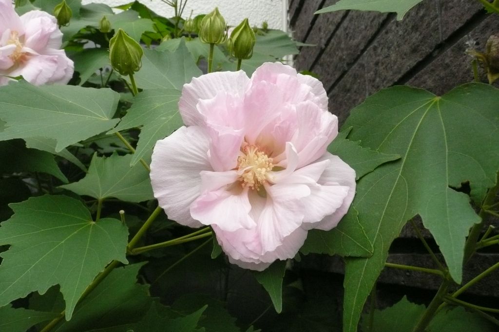 挿し木の 酔芙蓉 自然とともに生きる